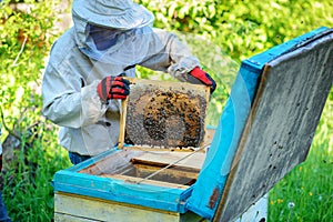 Apiary. The beekeeper works with bees near the hives