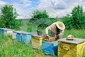 Apiary. The beekeeper works with bees near the hives. Apiculture.