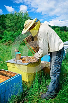 Apiary. The beekeeper works with bees near the hives. Apiculture.