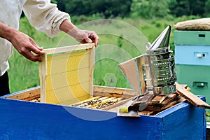 Apiary. The beekeeper works with bees near the hives. Apiculture.