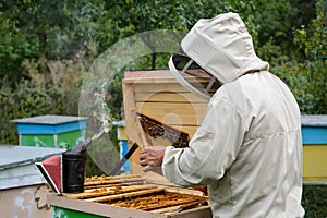 Apiary. The beekeeper works with bees near the hives. Apiculture.