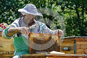 Apiary. The beekeeper works with bees near the hives. Apiculture.