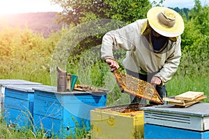 Apiary. The beekeeper works with bees near the hives. Apiculture.