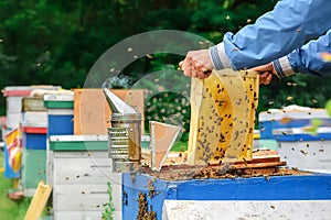 Apiary. The beekeeper works with bees near the hives. Apiculture. Theme of beekeeping.