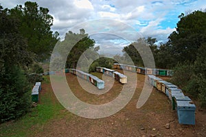 apiary beekeeping beehive rural hive farm field village landscape