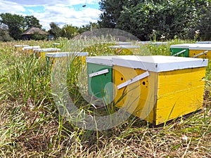 apiary with bees hive honey extraction