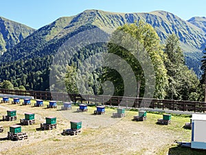 Apiary in Caucasus mountains near villages of Krasnaya Polyana and Estosadok, Russia