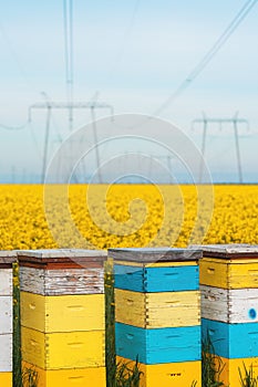 Apiary crates in canola field, colorful wooden beehive wooden boxes on plantation with electricity pylons in background