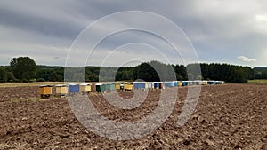 Apiary in the field, Podlasie, Poland