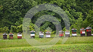 Apiary on the meadow, Montenegro