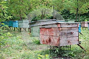 Apiary in the woods