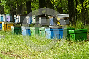 Apiary
