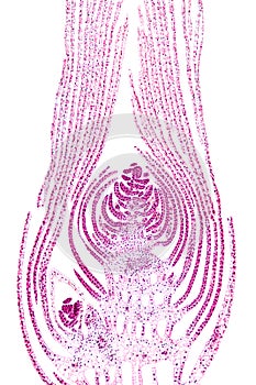 Apical bud of an aquatic plant, longitudinal section, 20X light micrograph