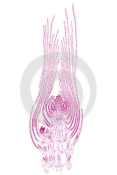 Apical bud of an aquatic plant, longitudinal section, 20X micrograph