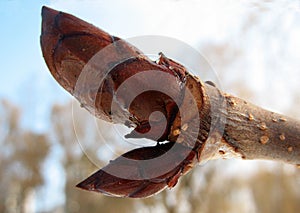 The apical bud at the end of the tree shoot, covered with a transparent crust of ice