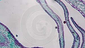 Apical bud filmed under microscope 200x in longitudinal section against bright field