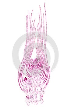 Apical bud of an aquatic plant, longitudinal section, 20X micrograph photo