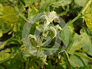 Apical bud of a plant