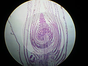 Apical meristem of Hydrilla verticillata