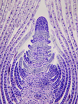 Apical meristem, terminal bud photo