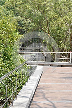 Apiculata blume  , mangrove