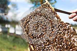 Apiculture