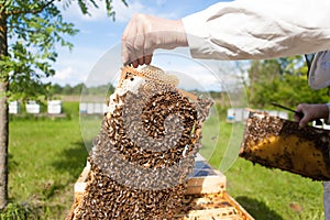 Apiculture