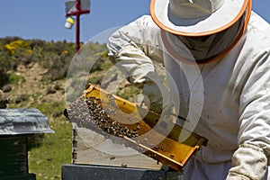 Apiculture