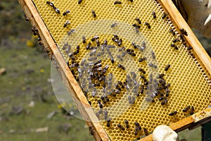 Apiculture