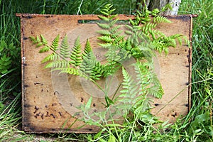 Apiculture background- bee feeder and fern leaves