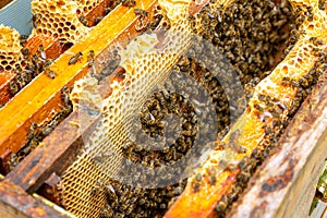 Apiculture or honey production background photo. Inside of a beehive