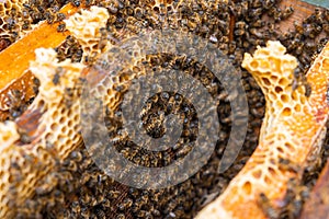 Apiculture or honey production background photo. Inside of a beehive in focus