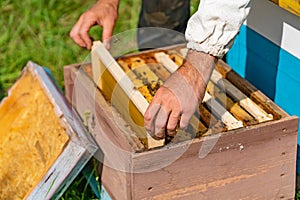 Apiculturist puts a frame with honeycombs in a beehive for bees in the garden in the summer