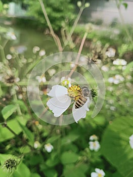 Apis cerana. Planted in spring