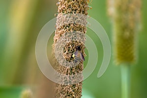 Apis dorsata, the giant honey bee laying eggs on a pearl millet corn at Parinche village near Saswad in Maharashtra