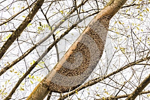 Apis dorsata giant honey bee nest Perdana Botanical Gardens, Malaysia