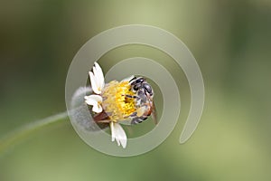 Apis florae F. Bees hunt for nectar, where the white seedling flowers in nature are blurred against a light background photo