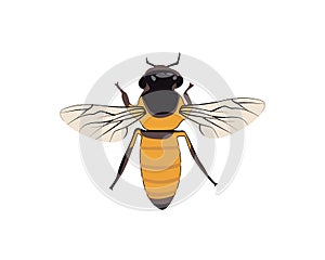 Apis Florea bee Lebah Klanceng mini in Indonesian