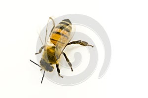 Apis mellifera