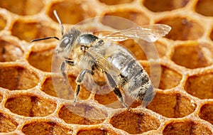 apis mellifera bee - bee worker