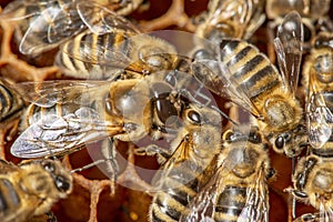 Apis mellifera bee - bee worker