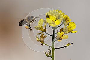 Apis mellifera bee flying towards flowers of rapeseed plant, brassica napus in the Albufera de Gaianes photo