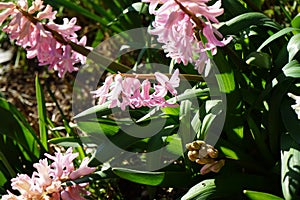 Apis mellifera bee on pink hyacinths in the garden in spring. Berlin, Germany