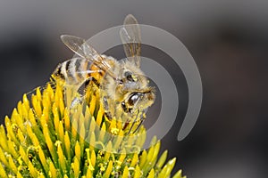 Apis mellifera, buckfast, honey bee