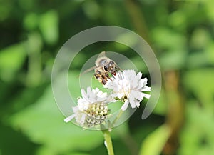 Apis mellifera collecting nectar from Melanthera genus plant