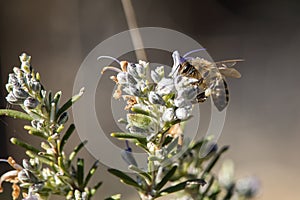 Apis mellifera collecting pollen photo