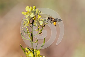 Apis mellifera, European bee, flying and approaching yellow flowers with the corbicula full of pollen in the Albufera de Gaianes photo