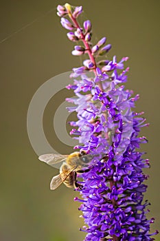 Apis mellifera Honey bee pollination