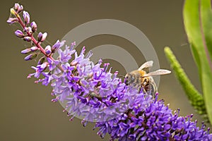 Apis mellifera Honey bee pollination