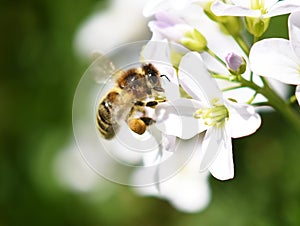 Apis mellifera honeybee pollinating flower